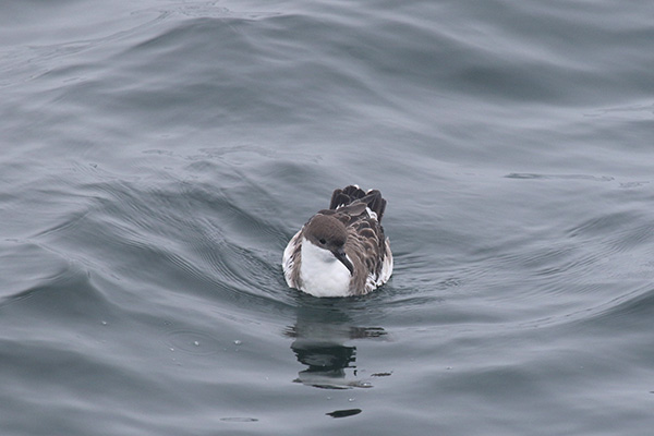 Greater Shearwater