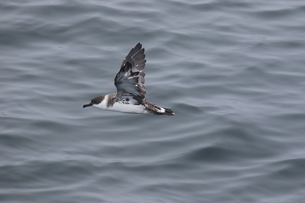 Greater Shearwater