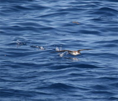 Greater Shearwater