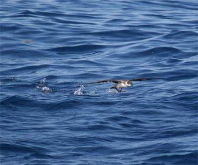 Greater Shearwater