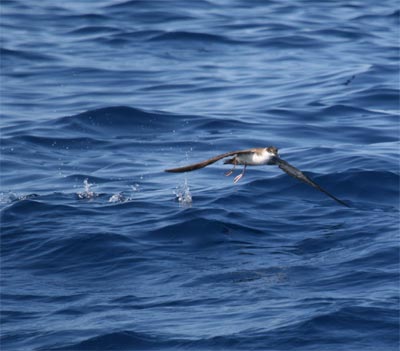 Greater Shearwater