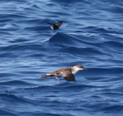 Greater Shearwater