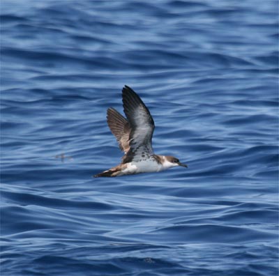 Greater Shearwater