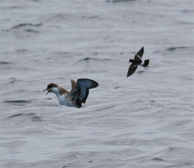 Greater Shearwater