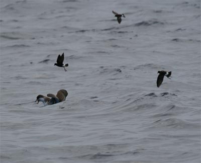 Greater Shearwater