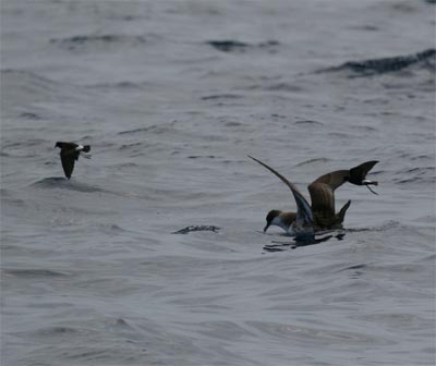 Greater Shearwater