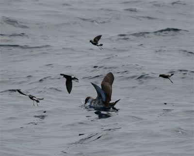 Greater Shearwater