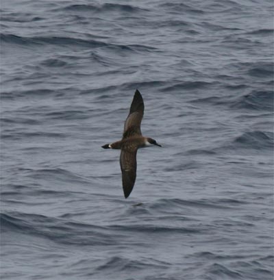 Greater Shearwater