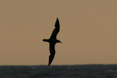 Greater Shearwater