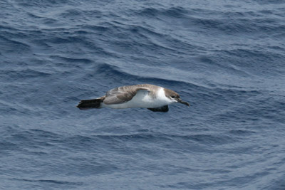 Greater Shearwater