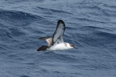 Greater Shearwater