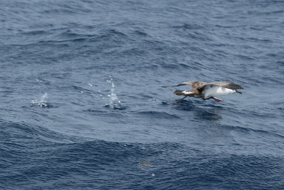 Greater Shearwater