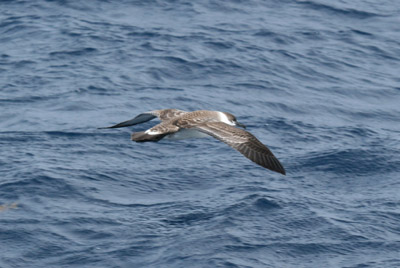 Greater Shearwater