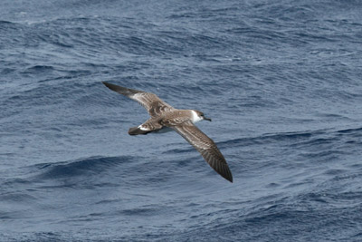 Greater Shearwater