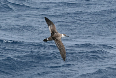 Greater Shearwater