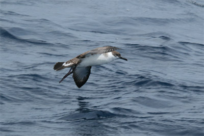 Greater Shearwater