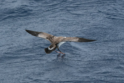 Greater Shearwater