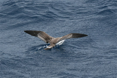 Greater Shearwater