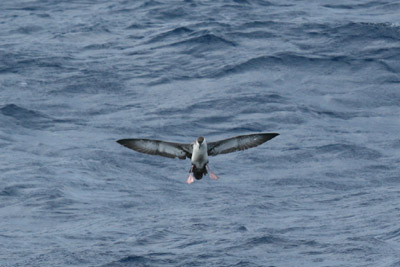 Greater Shearwater