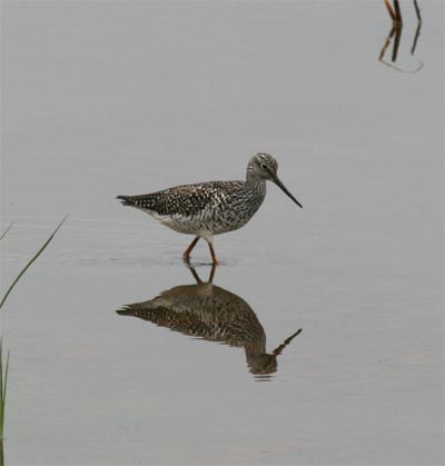 Greater Yellowlegs