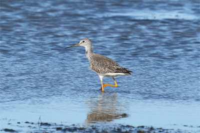 Greater Yellowlegs