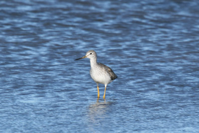 Greater Yellowlegs