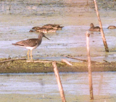 Greater Yellowlegs