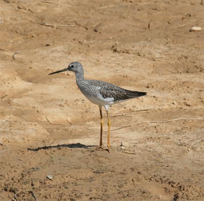 Greater Yellowlegs