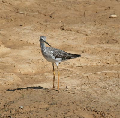 Greater Yellowlegs