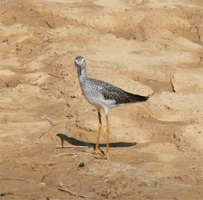 Greater Yellowlegs