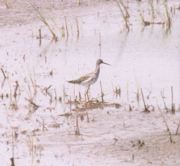 Greater Yellowlegs