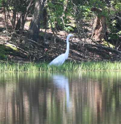 Great Egret