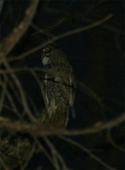 Great Horned Owl