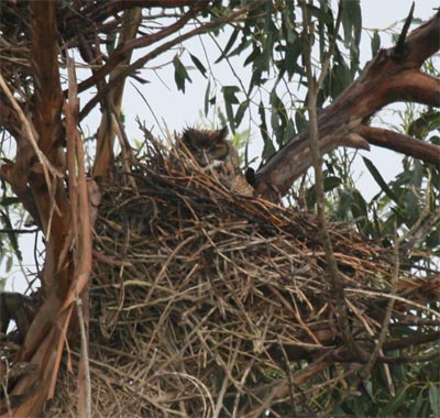 Great Horned Owl