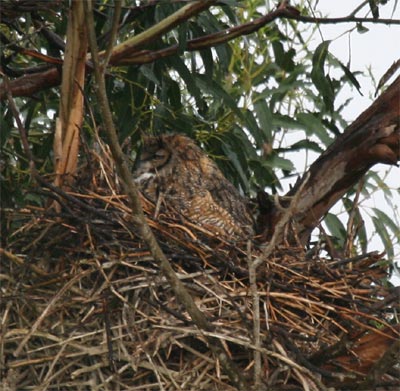 Great Horned Owl