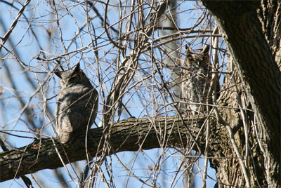 Great Horned Owls