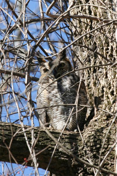 Great Horned Owls