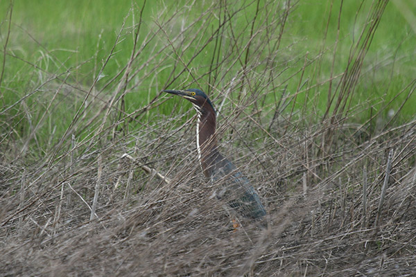 Green Heron