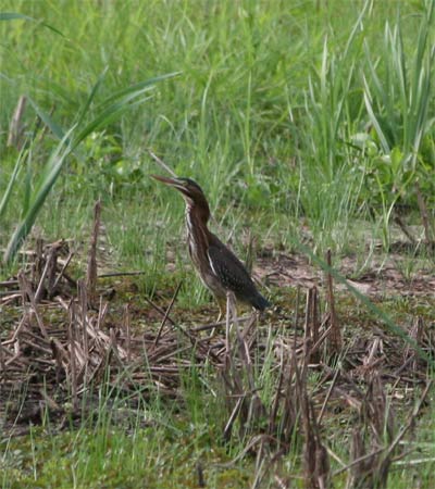 Green Heron