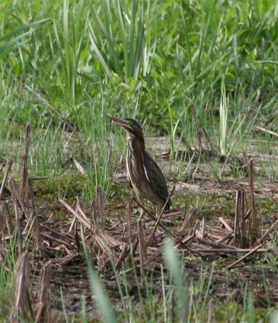 Green Heron