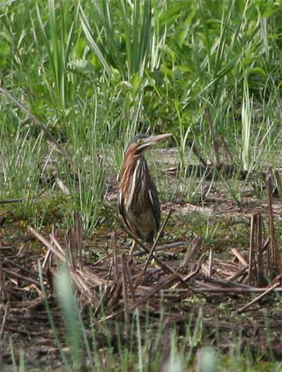 Green Heron