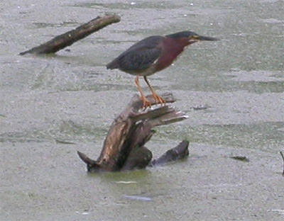 Green Heron