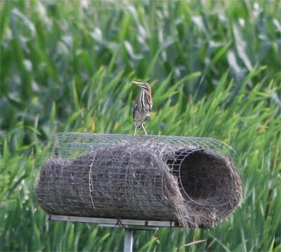 Green Heron