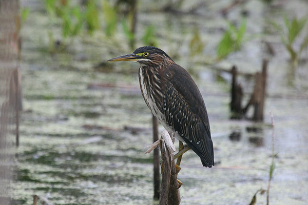 Green Heron