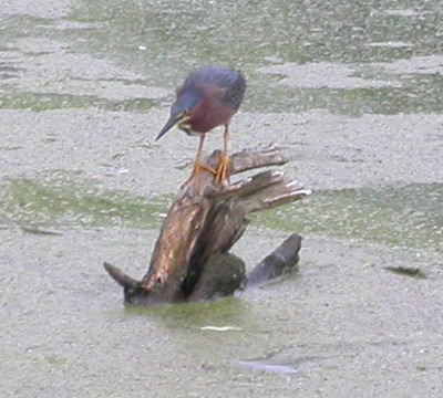 Green Heron