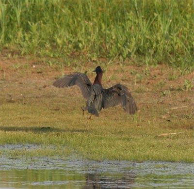 Green Heron