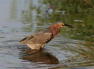 Green Heron