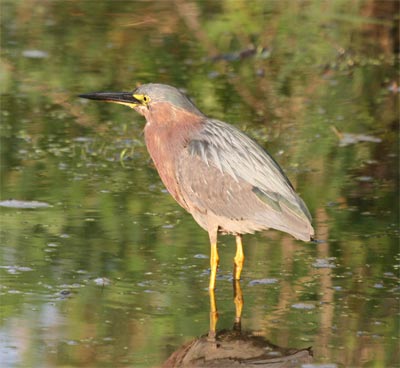 Green Heron