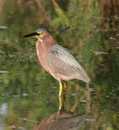 Green Heron