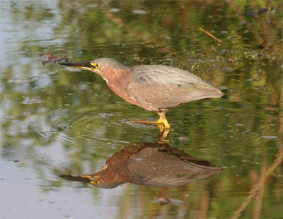 Green Heron